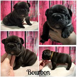 French Bulldog Puppies from HazyDayFrenchies