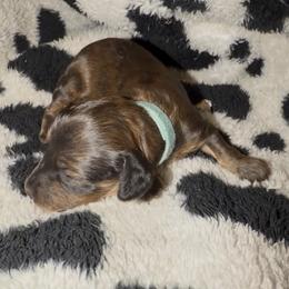 Light blue - Brindle male Dachshund puppy in Mountain Home, Arkansas from Southern Charm Kennels