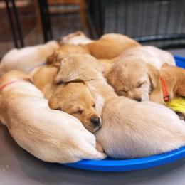 Labrador Retriever Puppies from Ducktown Retrievers