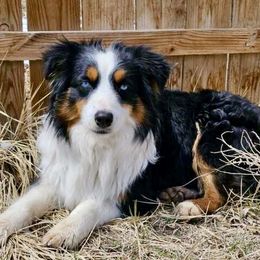 Siren - Australian Shepherd