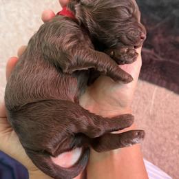 Red - male Golden Mountain Doodle puppy in Leander, Texas from Olive Grove Doodles