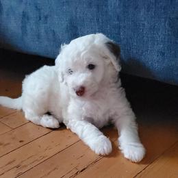 Lily - White female Sheepadoodle puppy in Bellevue, Iowa from Fluffy Wonders Poms and Doodles
