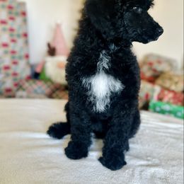 Riolu - Black female Goldendoodle puppy in Twin Falls, Idaho from Burrow & Bone