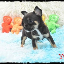 Yang - Black and tan male Chihuahua puppy in Demorest, Georgia from Sourpatch Chihuahuas