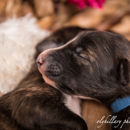 Silken Windhound Puppies from Amethyst Silken Windhounds