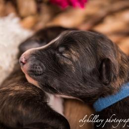 Silken Windhound Puppies from Amethyst Silken Windhounds
