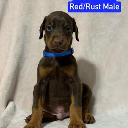 Blue Collar - Red and rust male Doberman Pinscher puppy in Lake City, Florida from Paintedcrazy Doberman Pinchers