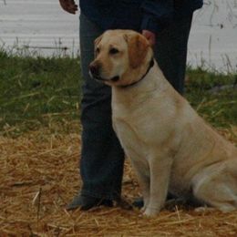 Labrador Retrievers from Artesian Labradors