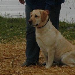 Labrador Retrievers from Artesian Labradors