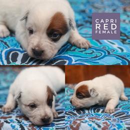 Capri - Red mottled female Australian Cattle Dog puppy in Gatlinburg, Tennessee from Greenbrier