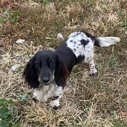 Lennox - Dachshund