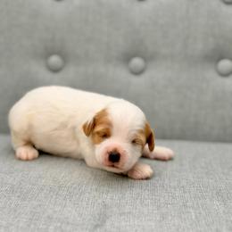 Garth - Parti male Goldendoodle puppy in Queen Creek, Arizona from Goldendoodle AZ