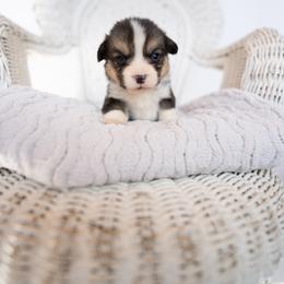Smolder - Black and tan male Pembroke Welsh Corgi puppy in Adairsville, Georgia from Ingram's Corgis