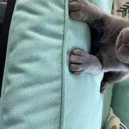 Dilute Retriever Puppies from Virdin’s Silver Labs