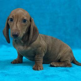 Lawson - Brindle male Dachshund puppy in Lincoln, Arkansas from Red Dirt Dachshunds