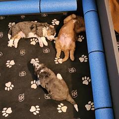 Aussiedoodle and Double Doodle Puppies from Parrish Precious Ones Texas