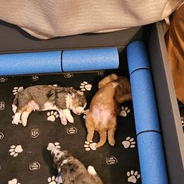 Aussiedoodle and Double Doodle Puppies from Parrish Precious Ones Texas