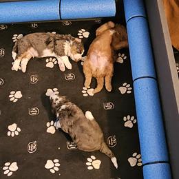 Aussiedoodle and Double Doodle Puppies from Parrish Precious Ones Texas
