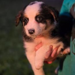 Girl 6 - Black tri-color female Australian Shepherd puppy in Keyser, West Virginia from Heartfelt Hollow Farm