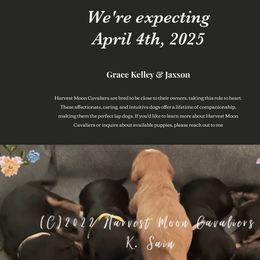 Cavalier King Charles Spaniel puppies from Harvest Moon Cavaliers Expecting April 2025