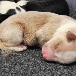 Rosie - Sable and white female English Shepherd puppy in Columbia, Connecticut from Tranquil Morning Farm