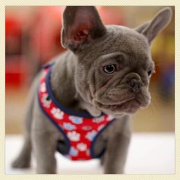 French Bulldog Puppies from S&I Frenchies
