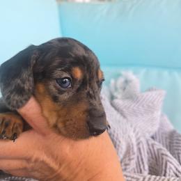 Jelly - Dapple female Dachshund puppy in Riverdale, Utah from Behive Doxies
