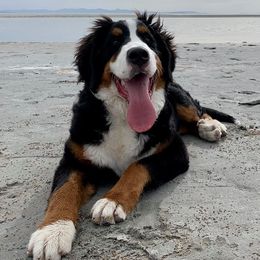 Bernese Mountain Dogs and Leonbergers from Echo River