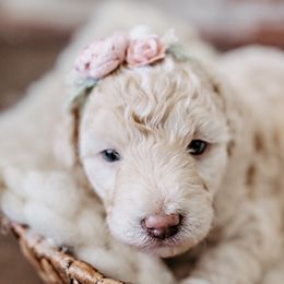 Goldendoodle Puppies from Emma Doodles