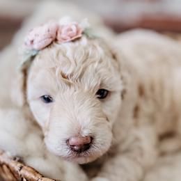 Goldendoodle Puppies from Emma Doodles