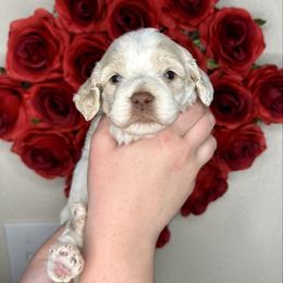 Drummer - Buff and white male Cockapoo puppy in Rolla, Missouri from Diamond K