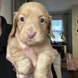 Rocco - Red male Dachshund puppy in Perry, Georgia from Monahan Dachshunds