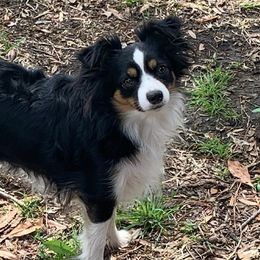 Jade - Toy Australian Shepherd