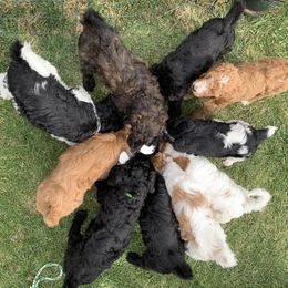 Poodle Puppies from Blue Moon Puppies