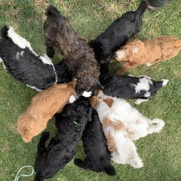 Poodle Puppies from Blue Moon Puppies