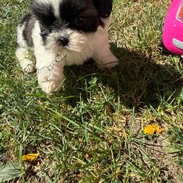 Gia - Sable and white female Shih Tzu puppy in Lakewood, Ohio from Purelyshihtzupups
