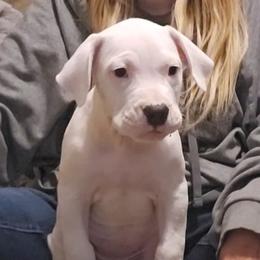 Snow White - White female Dogo Argentino puppy in Bear River City, Utah from Valkka Kennels
