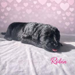 Robin Buckley - Black female Bernedoodle puppy in Bennett, Colorado from Darling Paws Bernedoodles, LLC