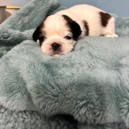 Milky Way - Sable and white female Shih Tzu puppy in Hawthorne, Florida from Simply Southern Shihtzus