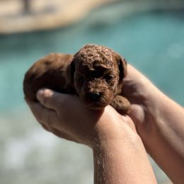 Goldendoodle puppies from Teddy Doods: Goldendoodles & Poodles