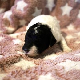 Harvest - Parti female Poodle puppy in Meadowbrook, California from Standard Poodle Pups