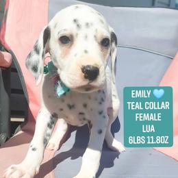 Emily (Teal Collar Female) LUA - White and black female Dalmatian puppy in Raymondville, Missouri from Wagner's Dalmatian's
