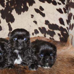 Blue girl 2 - Blue female Shih Tzu puppy in Newark, Ohio from Gemini Kennels