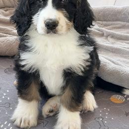 Toast - Tri-color male Bernedoodle puppy in Beecher, Illinois from Erica’s Doodles