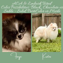 Pomeranian puppies from Hope Mountain Pomeranians