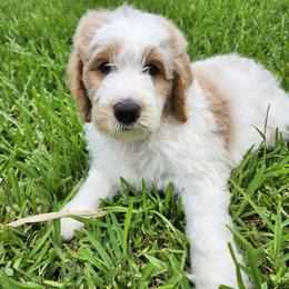 Goldendoodle Puppies from Costa's Curly Canines
