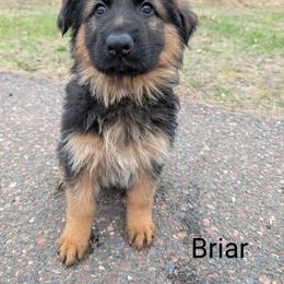 German Shepherd Puppies from League of Shepherds