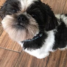 Shih Tzus from Annie’s Little Rascals