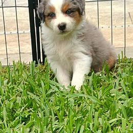 Stella - Blue merle female Australian Shepherd puppy in Fort Lauderdale, Florida from Burning Heart Aussies