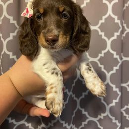 Dachshund Puppies from Dreaming of Dachshunds